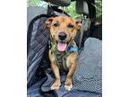 Cj!, Terrier (unknown Type, Small) For Adoption In Lincoln, California