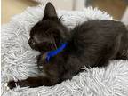 Lenny, Domestic Mediumhair For Adoption In Athens, Tennessee