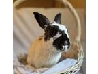 Dolores, New Zealand For Adoption In Mattawan, Michigan