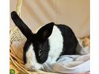Nip Nop, Dutch For Adoption In Mattawan, Michigan