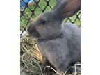 Lord Malori, New Zealand For Adoption In Mattawan, Michigan