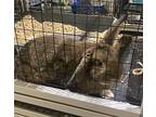 Amelia, Lop, Holland For Adoption In Mattawan, Michigan