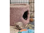 Laela, Lionhead For Adoption In Mattawan, Michigan