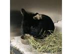 Oscar De La Hoya, Netherland Dwarf For Adoption In Mattawan, Michigan