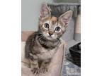 Monkey, Domestic Shorthair For Adoption In Kunkletown, Pennsylvania