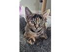 Moxie, Domestic Shorthair For Adoption In Kunkletown, Pennsylvania