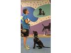 Cosmo (in Foster W/ Trainer), Labrador Retriever For Adoption In Quincy