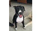 Jasper, Bull Terrier For Adoption In Ocean Ridge, Florida