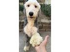 Oes Orion, Old English Sheepdog For Adoption In Mishawaka, Indiana