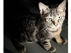 Deion, Domestic Shorthair For Adoption In Jackson, Georgia
