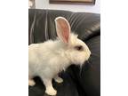 Clair, Lionhead For Adoption In West Palm Beach, Florida