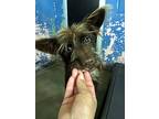 Sushi, Terrier (unknown Type, Medium) For Adoption In Bedford Hills, New York