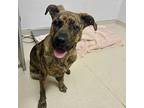 Pocky, American Pit Bull Terrier For Adoption In Oakland, California