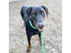 Nasa, Doberman Pinscher For Adoption In Oakland, California