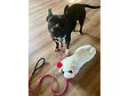 Diana, Boston Terrier For Adoption In Salisbury, North Carolina