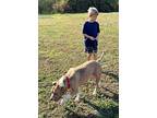 Cinder, American Staffordshire Terrier For Adoption In Cullman, Alabama