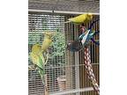 Limoncello Bonded To Azure, Parakeet - Other For Adoption In West Vancouver