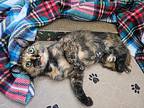 Oaklynn (cocoa) Gorgeous Gal, Domestic Mediumhair For Adoption In Port Orange