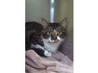Pistachio, Domestic Mediumhair For Adoption In Encinitas, California