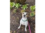 Baby, American Pit Bull Terrier For Adoption In Newport News, Virginia