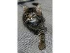 Clementine, Domestic Mediumhair For Adoption In Germansville, Pennsylvania