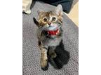 Aria, Domestic Shorthair For Adoption In Germansville, Pennsylvania