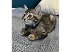 Rory, Domestic Shorthair For Adoption In Germansville, Pennsylvania
