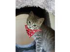 Pearl Hart, Domestic Shorthair For Adoption In Germansville, Pennsylvania