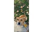 Atlas, Labrador Retriever For Adoption In Grand Rapids, Michigan