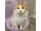 Big Red, Domestic Longhair For Adoption In Mendon, New York