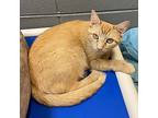 Chalupa, Domestic Shorthair For Adoption In Clinton, South Carolina