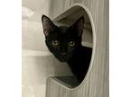 Triston, Domestic Shorthair For Adoption In Orlando, Florida