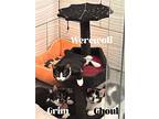Ghoul, Domestic Shorthair For Adoption In Orlando, Florida