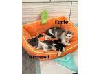 Werewolf, Domestic Shorthair For Adoption In Orlando, Florida