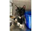 Tripp, Domestic Shorthair For Adoption In Orlando, Florida