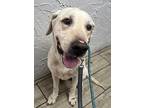 Charlie, Labrador Retriever For Adoption In Jacksonville, Florida