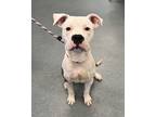 Red Flannel Whoopie Pie, American Pit Bull Terrier For Adoption In Richmond