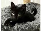 Kitten Taya, Domestic Mediumhair For Adoption In Franklin, Tennessee