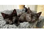 Kitten Tavi, Domestic Mediumhair For Adoption In Franklin, Tennessee