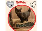 Romeo And Ramona - Adorable Kitten Siblings, Domestic Shorthair For Adoption In