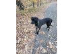 Mitchell, Labrador Retriever For Adoption In Southington, Connecticut