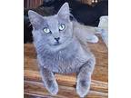 Bryer, Nebelung For Adoption In Aurora, Colorado