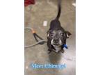 Chimmy, Rat Terrier For Adoption In Aurora, Colorado
