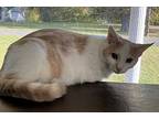 Max, Domestic Shorthair For Adoption In Paris, Kentucky
