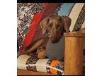 Axel, Doberman Pinscher For Adoption In Stow, Maine
