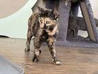Zhaan, Domestic Shorthair For Adoption In Hollister, California