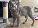 Rygel, Domestic Shorthair For Adoption In Hollister, California