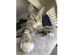 Cowgirl, Domestic Shorthair For Adoption In Hollister, California