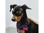 Crystal, Dachshund For Adoption In Ellicott City, Maryland