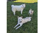 Scrappy, Westie, West Highland White Terrier For Adoption In Beverly Hills